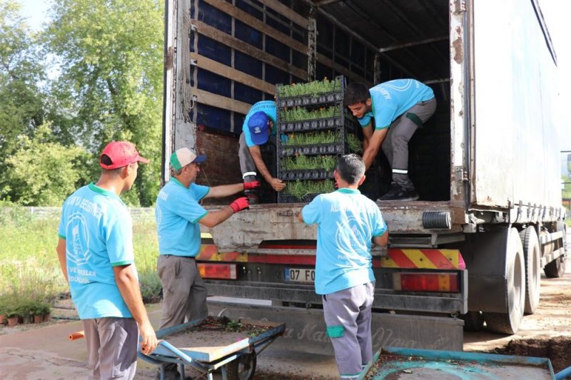 Alanya belediyesi mezarlıklarda 68 bin adet çiçeği ücretsiz dağıtacak