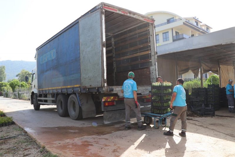 Alanya belediyesi mezarlıklarda 68 bin adet çiçeği ücretsiz dağıtacak