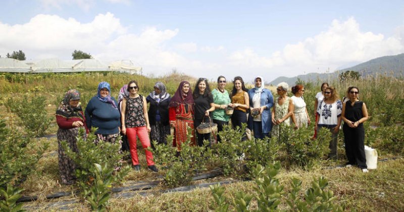 Antalya’da Aronya Hasadı Başladı