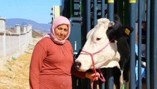 Büyükşehir Belediyesi’nin Hayvan Üreticilerine Desteği Sürüyor