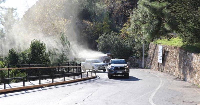 Alanya belediyesi’nden çam kese böceğine önlem