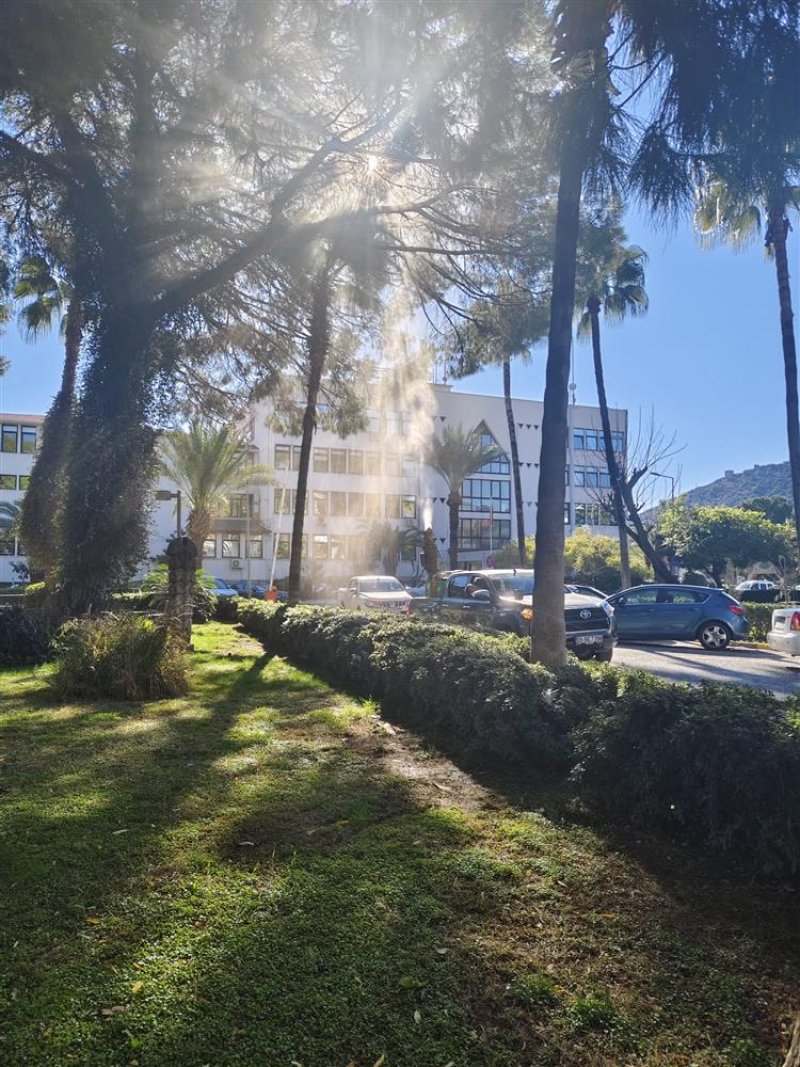 Alanya belediyesi’nden çam kese böceğine önlem