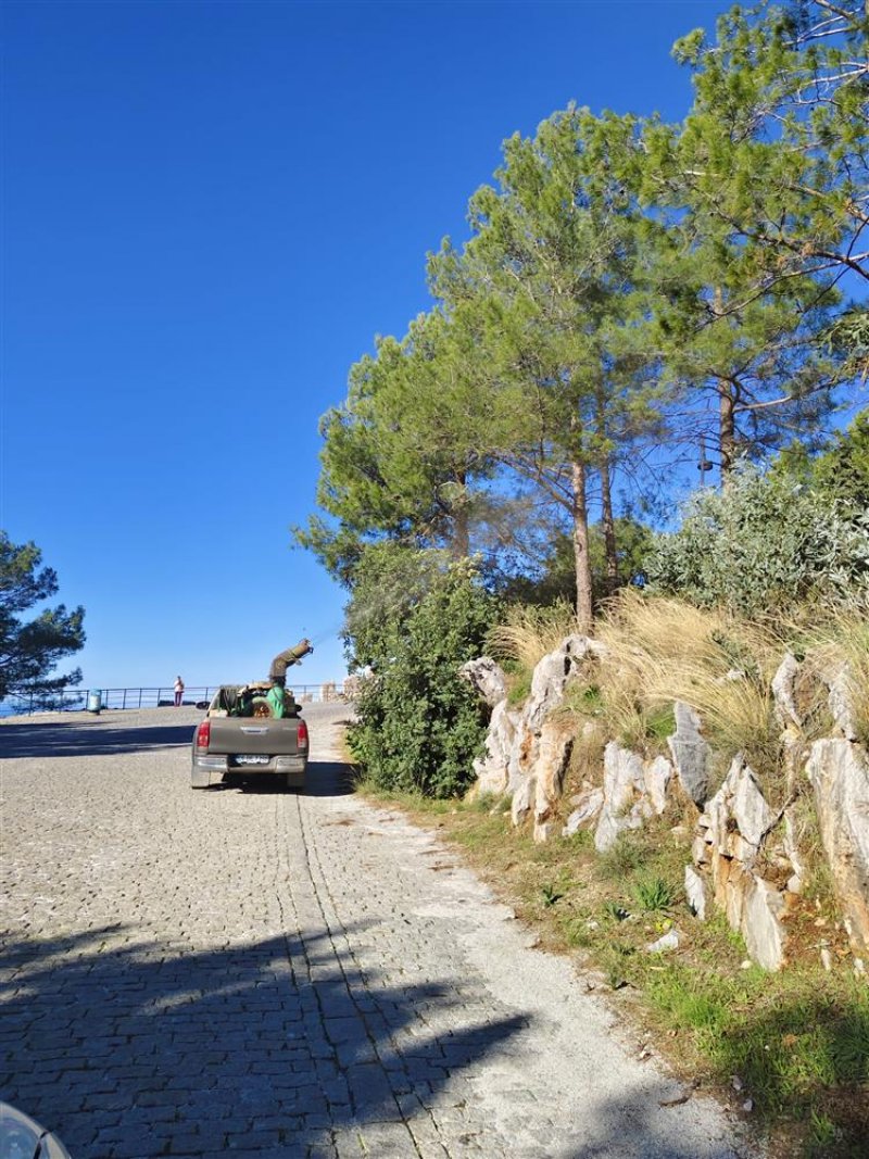 Alanya belediyesi’nden çam kese böceğine önlem