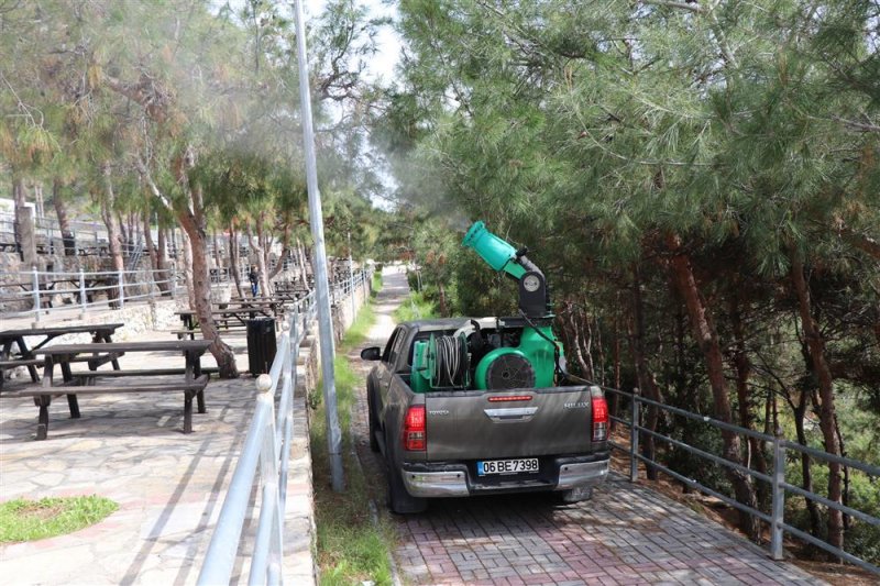 Alanya belediyesi’nden çam kese böceğine önlem