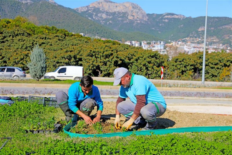 Alanya belediyesi’nden 'yeşil' seferberliği